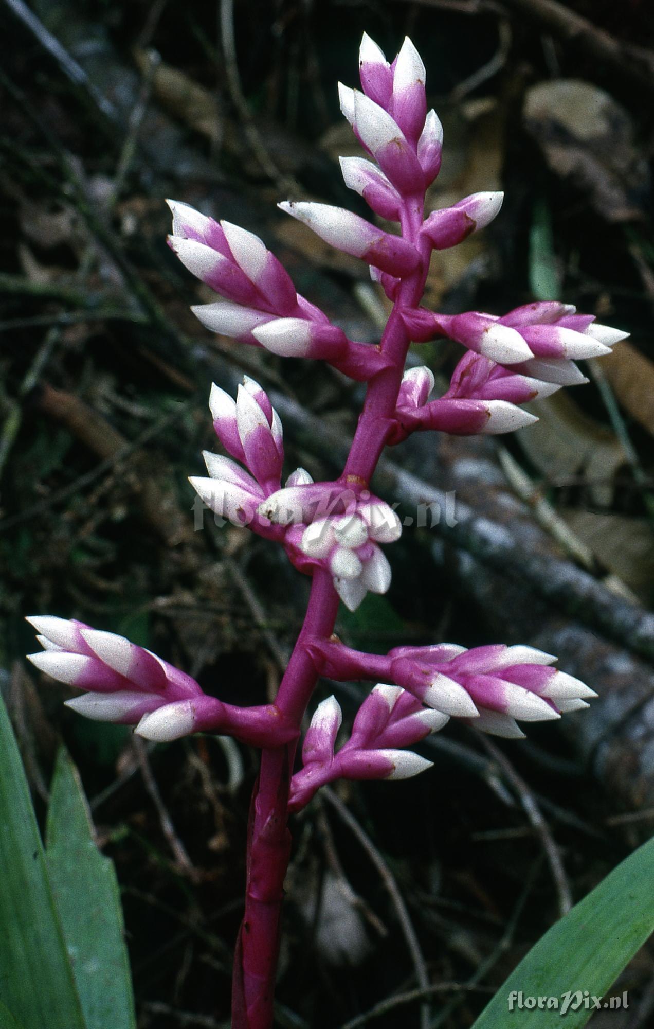 Guzmania alborosea