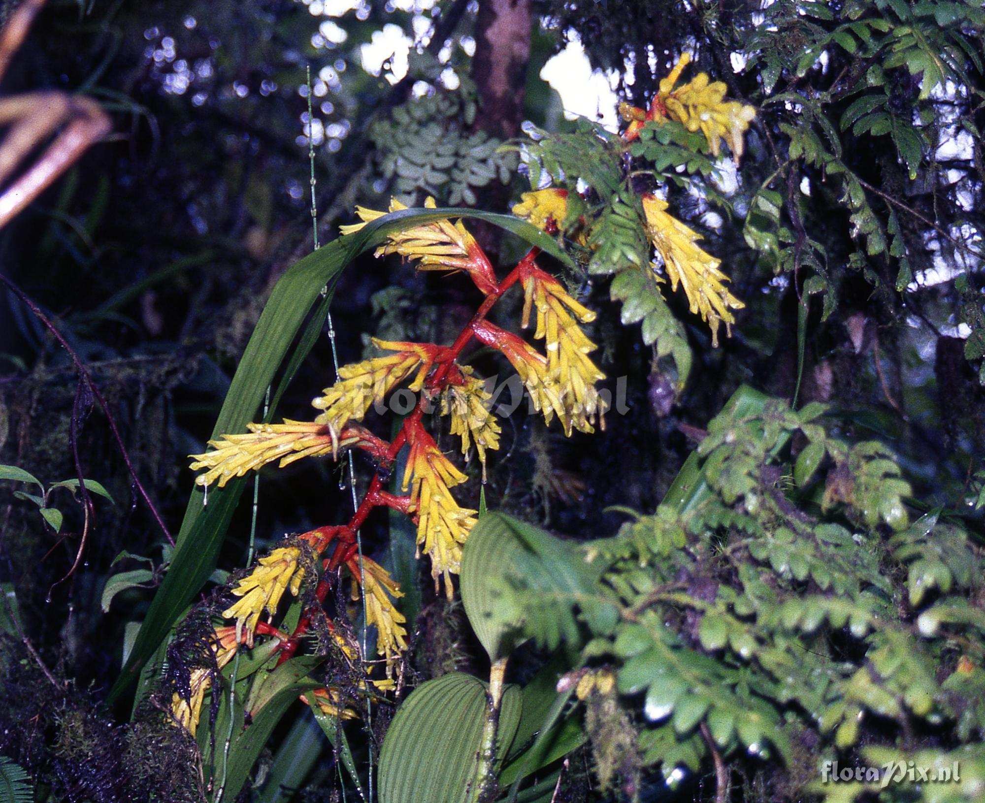 Guzmania xanthobractea