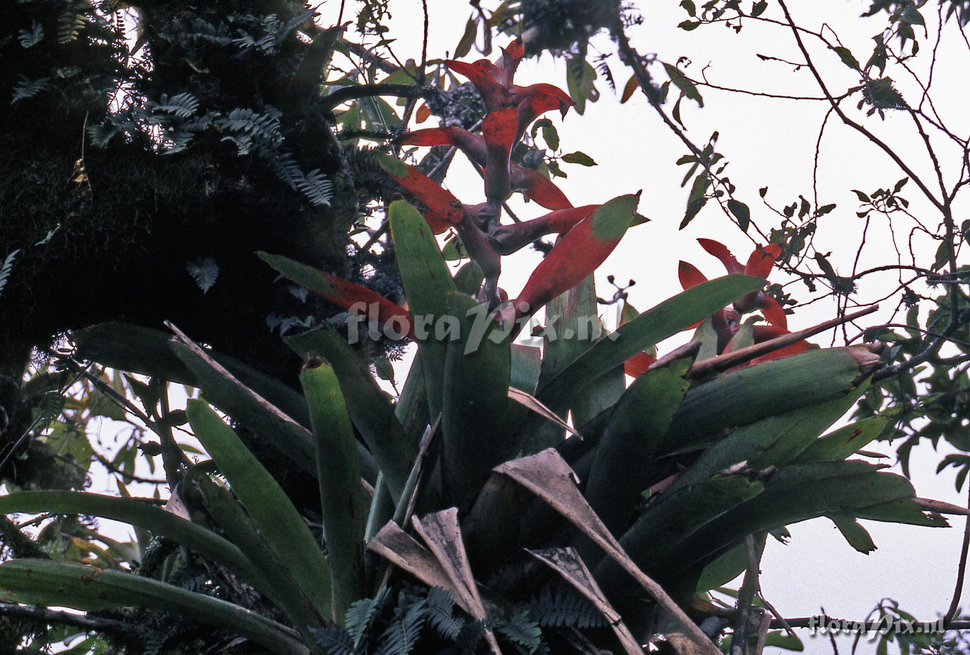 Guzmania variegata