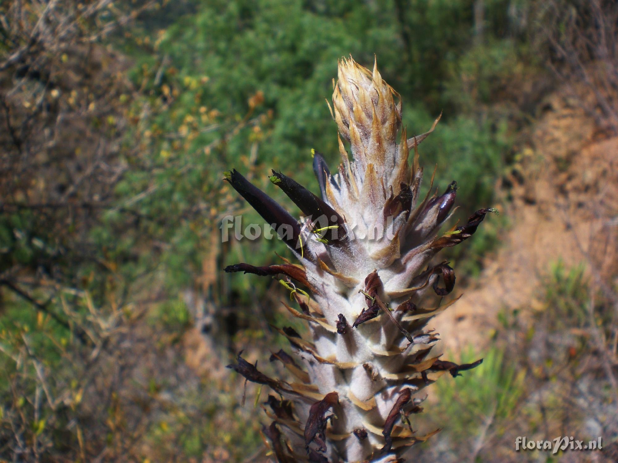 Puya macrura