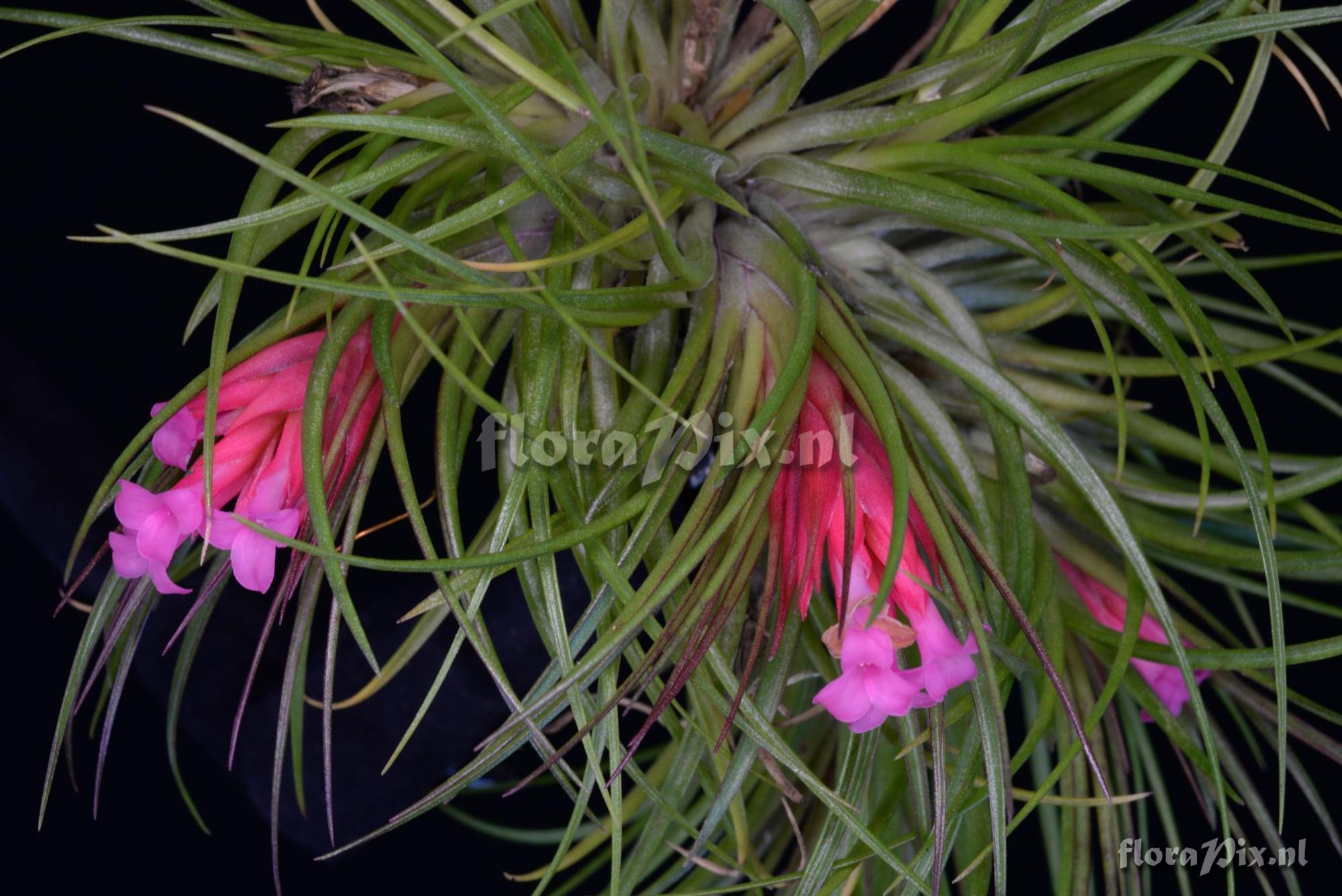 Tillandsia globosa