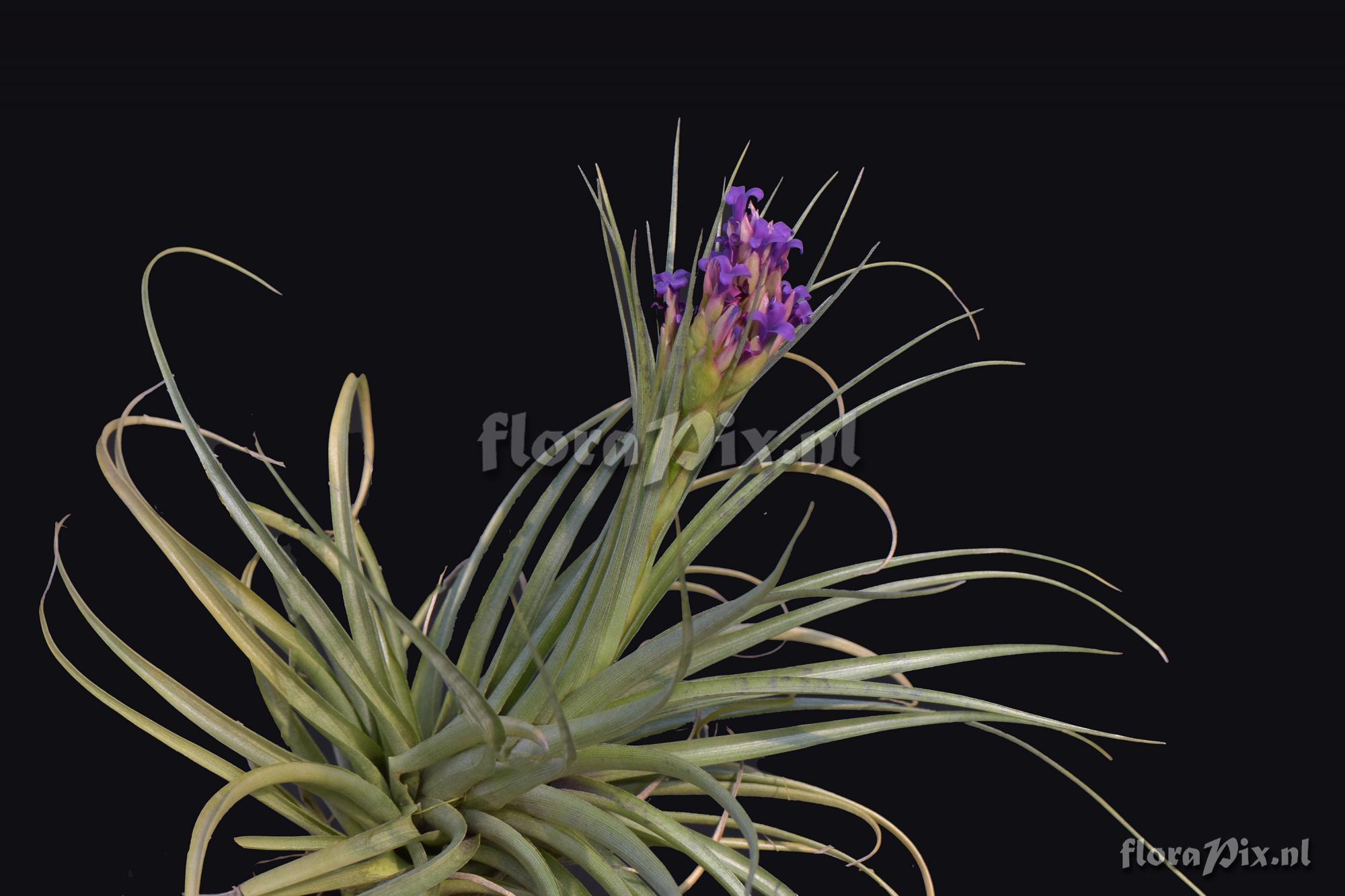 Tillandsia sp