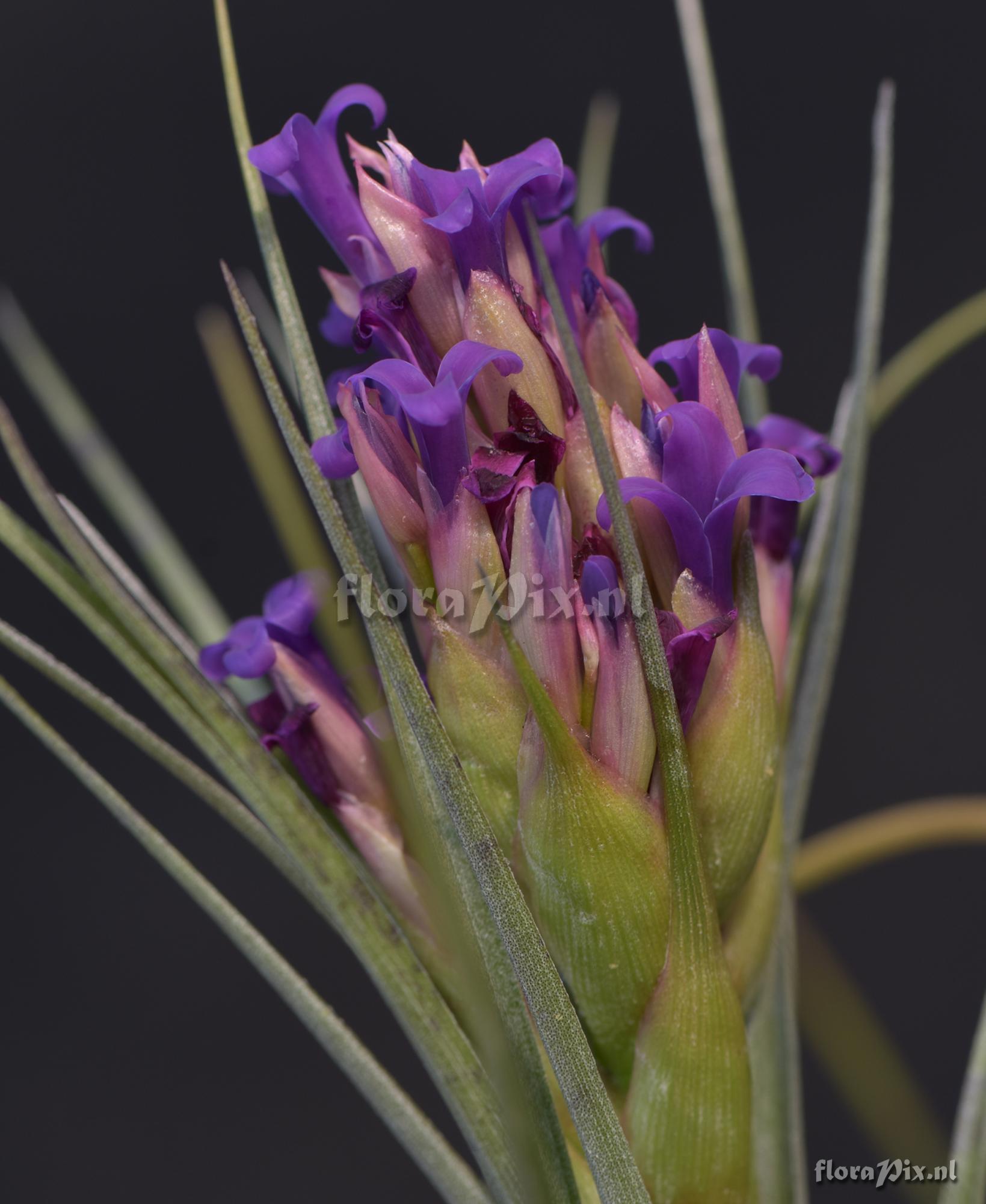 Tillandsia sp