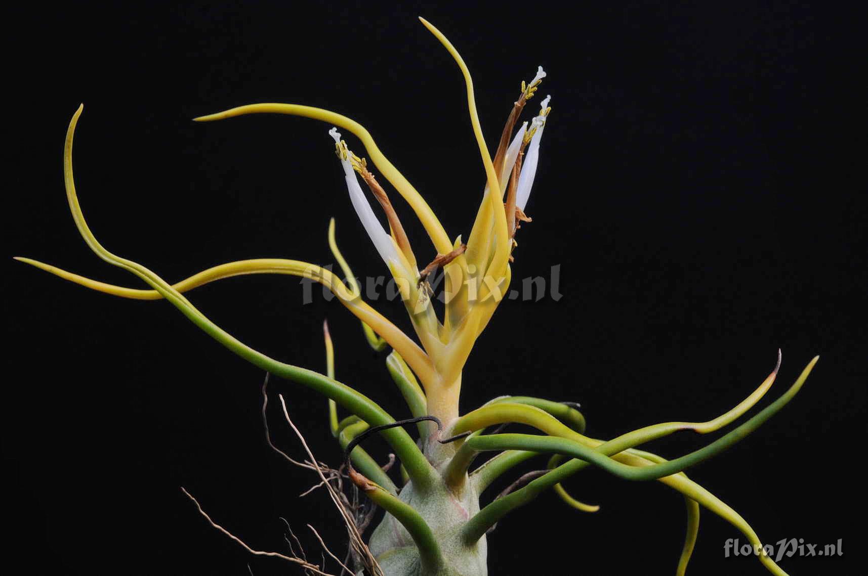 Tillandsia bulbosa forma alba