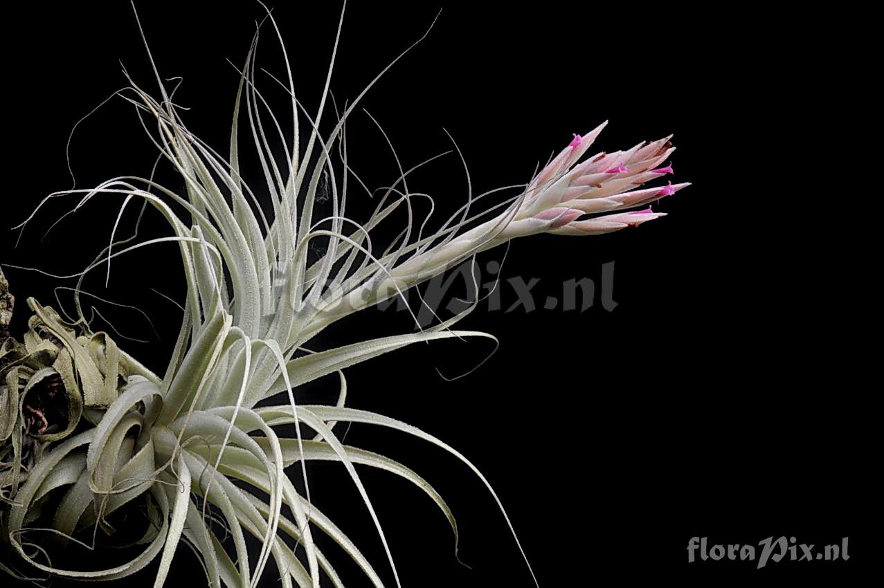 Tillandsia chapeuensis