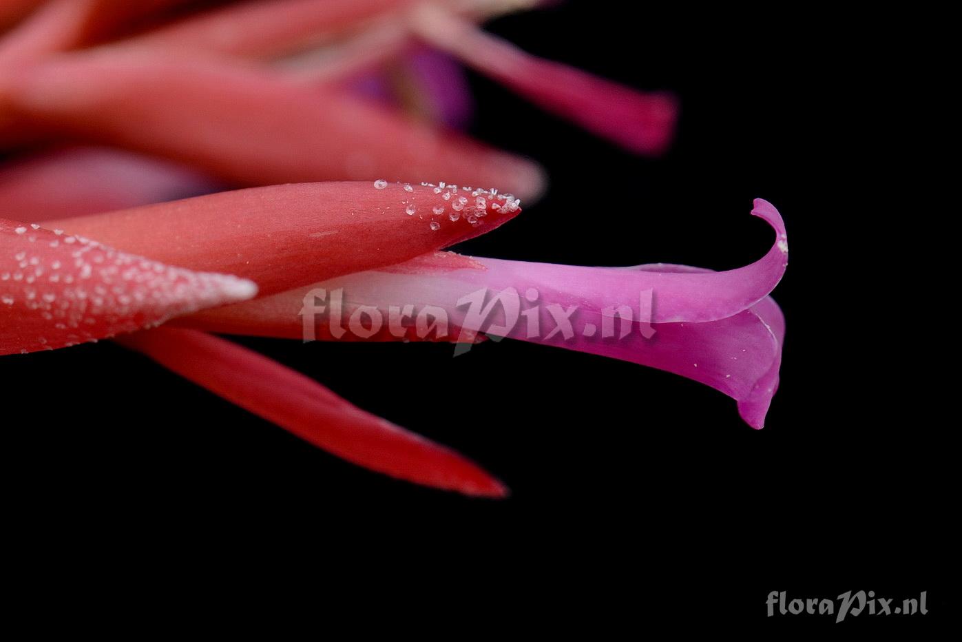 Tillandsia brachyphylla