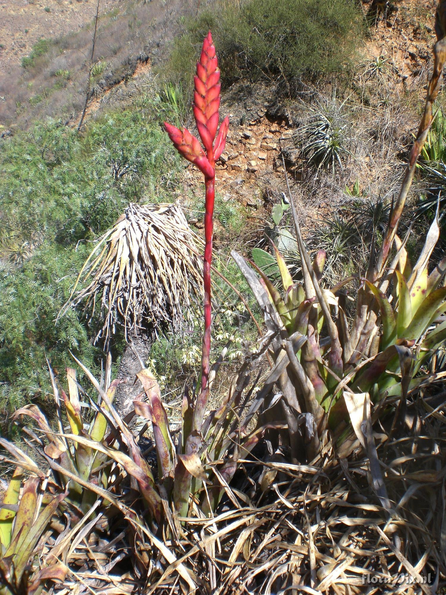 Tillandsia walteri