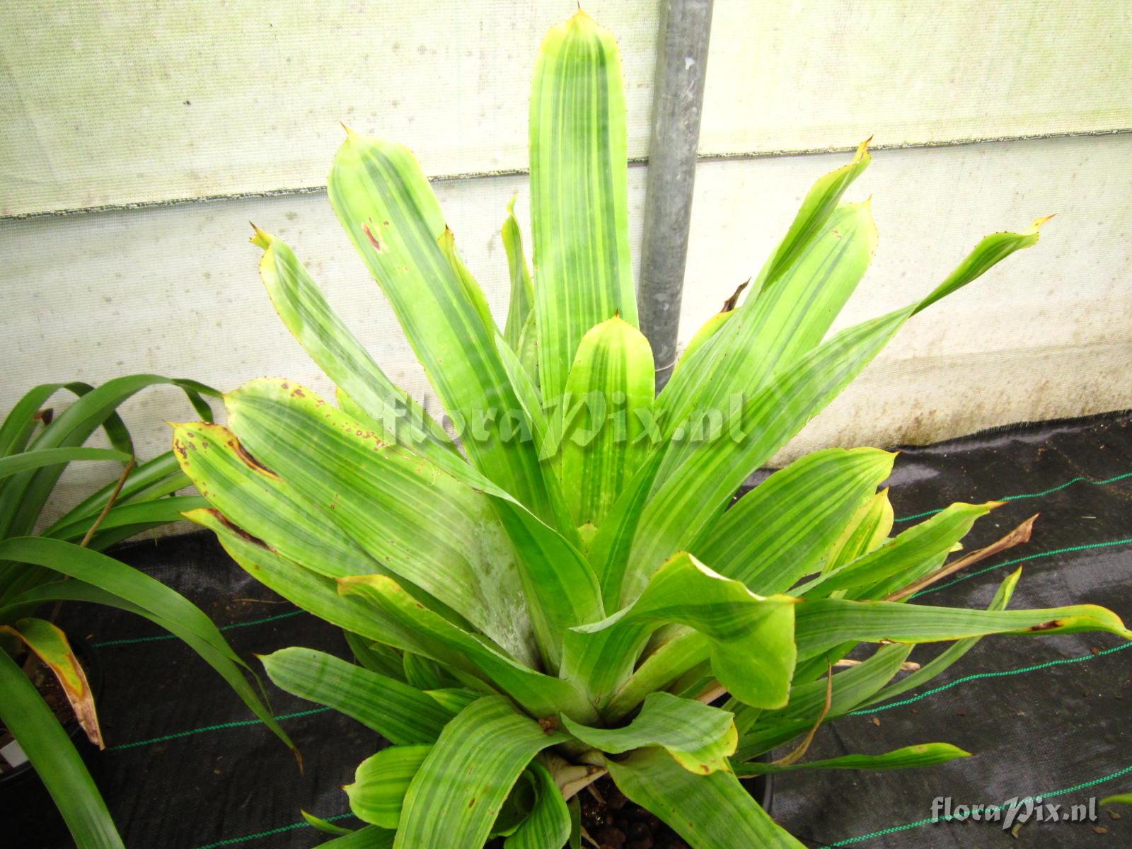 Hohenbergia castellanosii