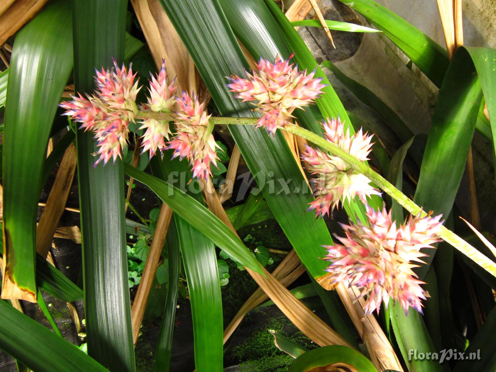 Hohenbergia stellata