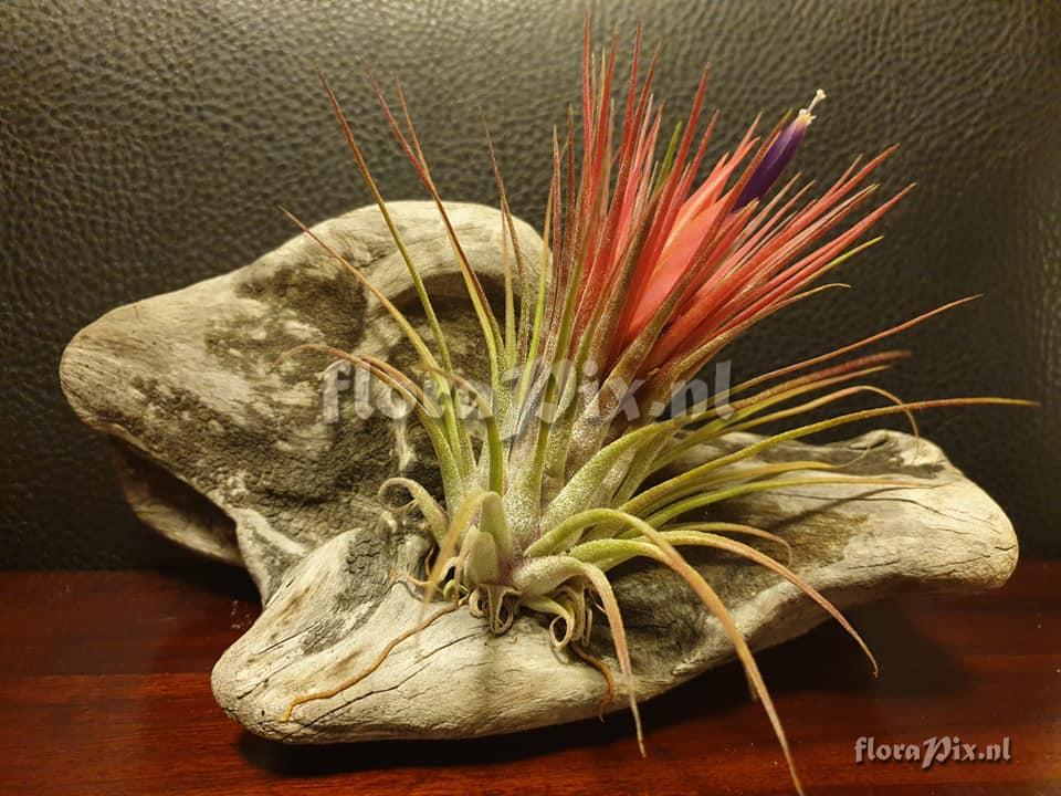 Tillandsia delicata