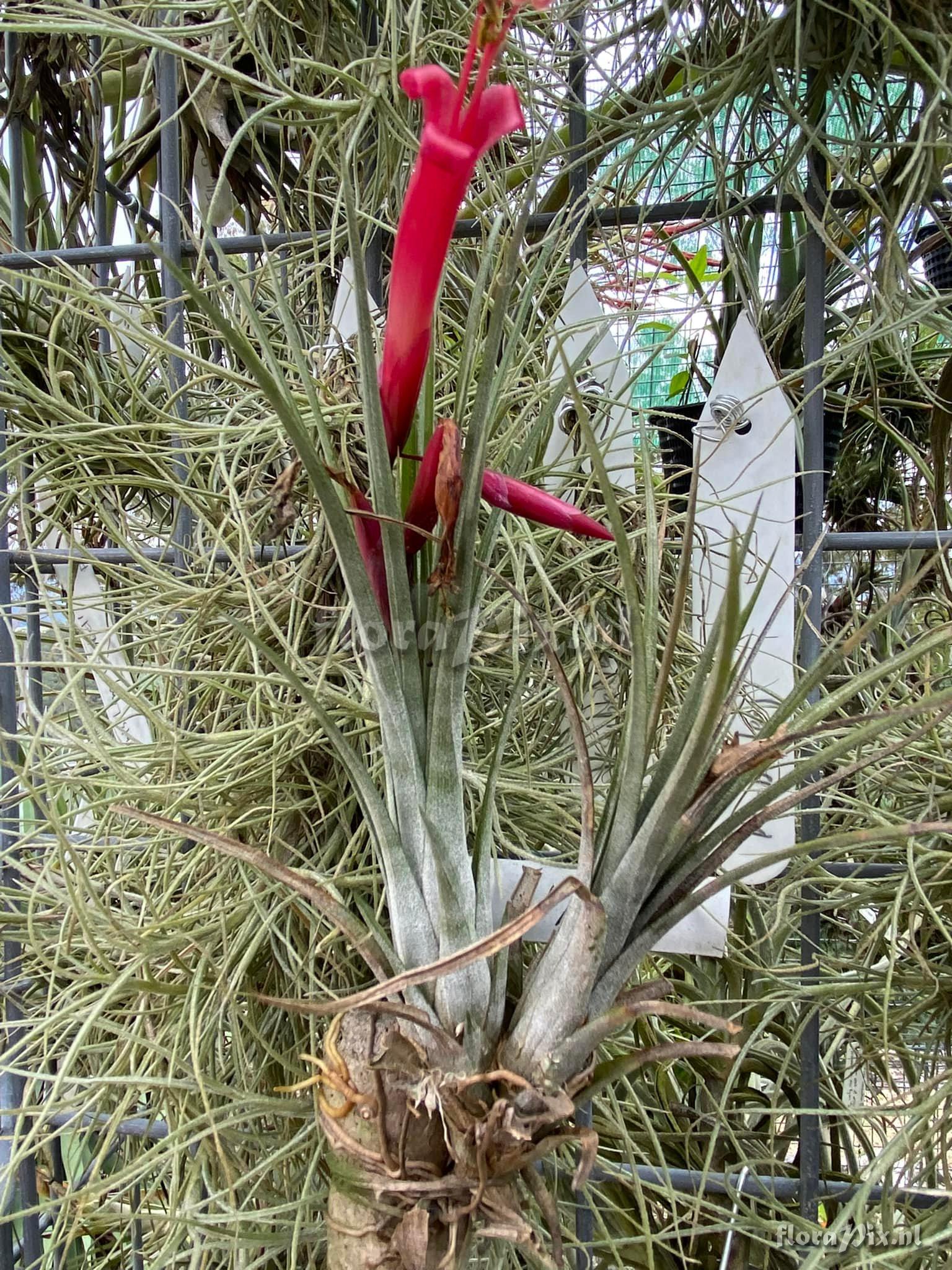 Tillandsia wilinskii x