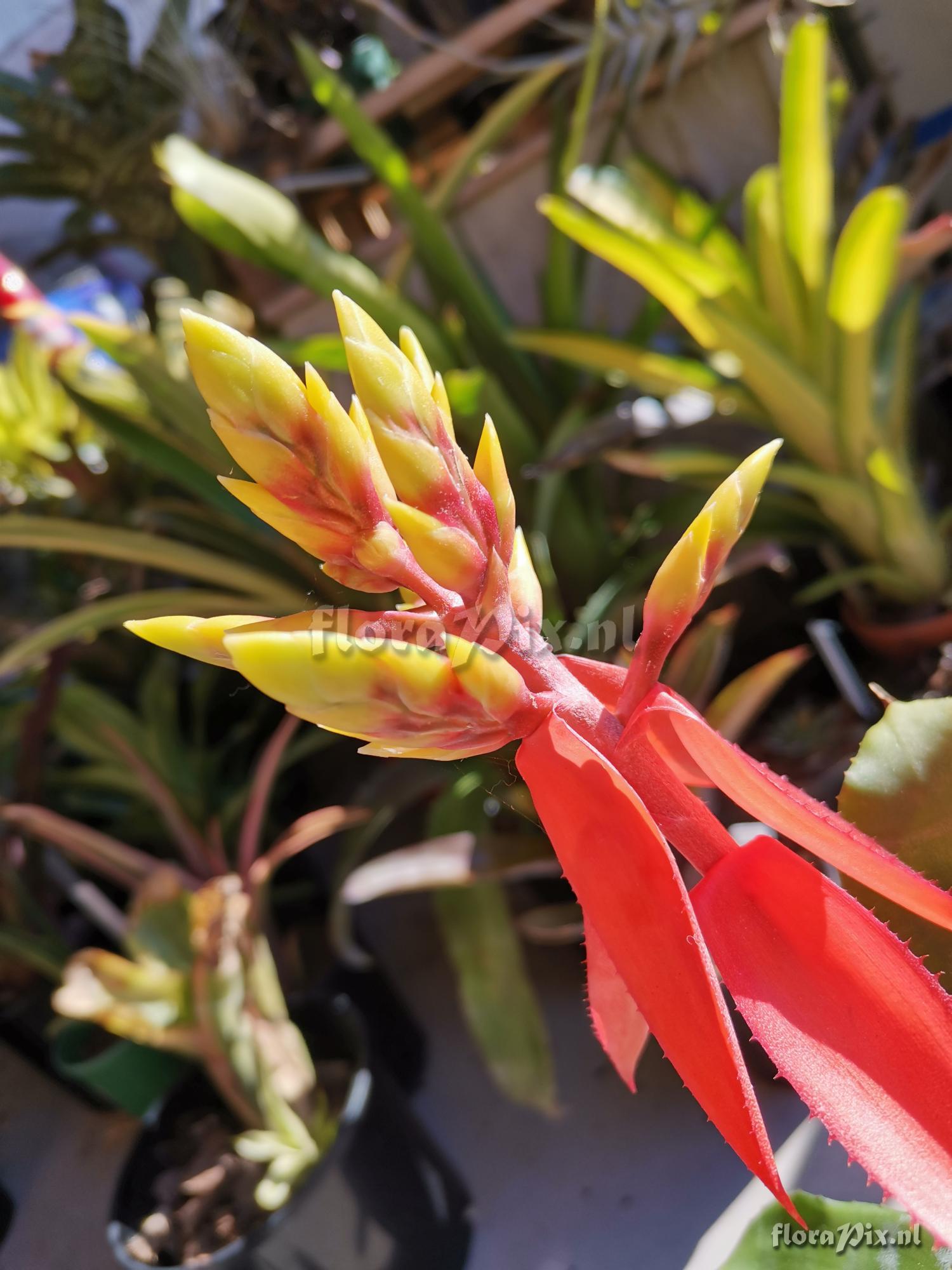 Aechmea chantinii