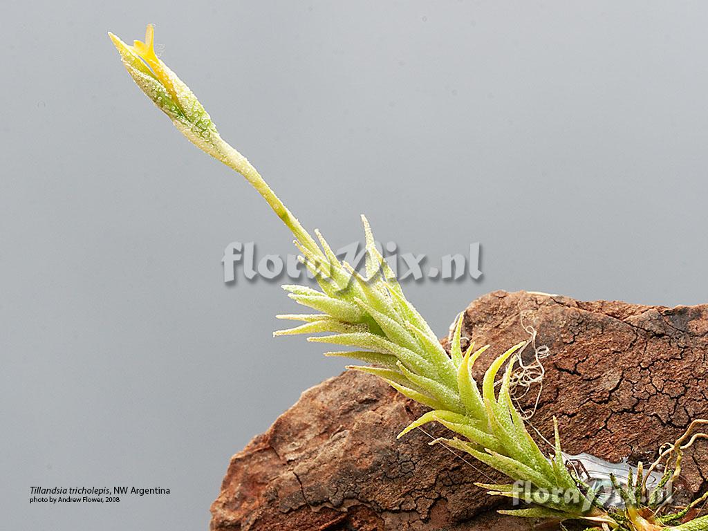 Tillandsia tricholepis