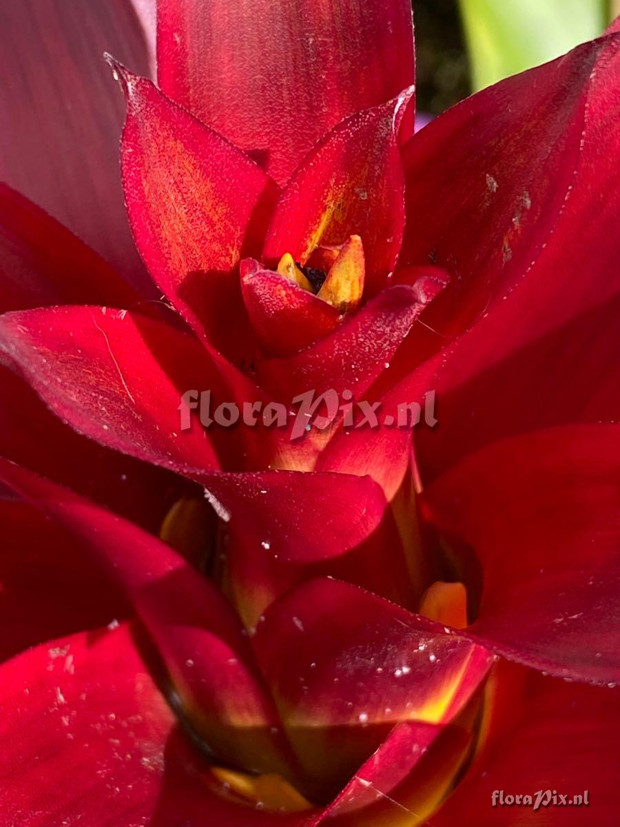 Guzmania 