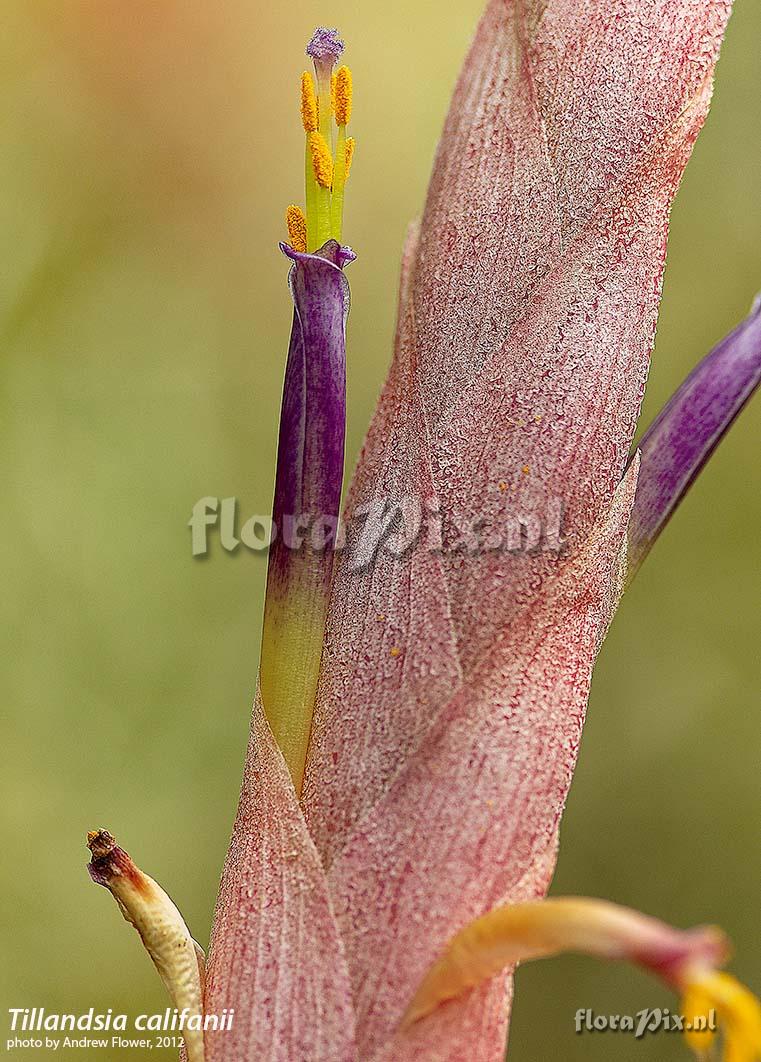 Tillandsia califanii