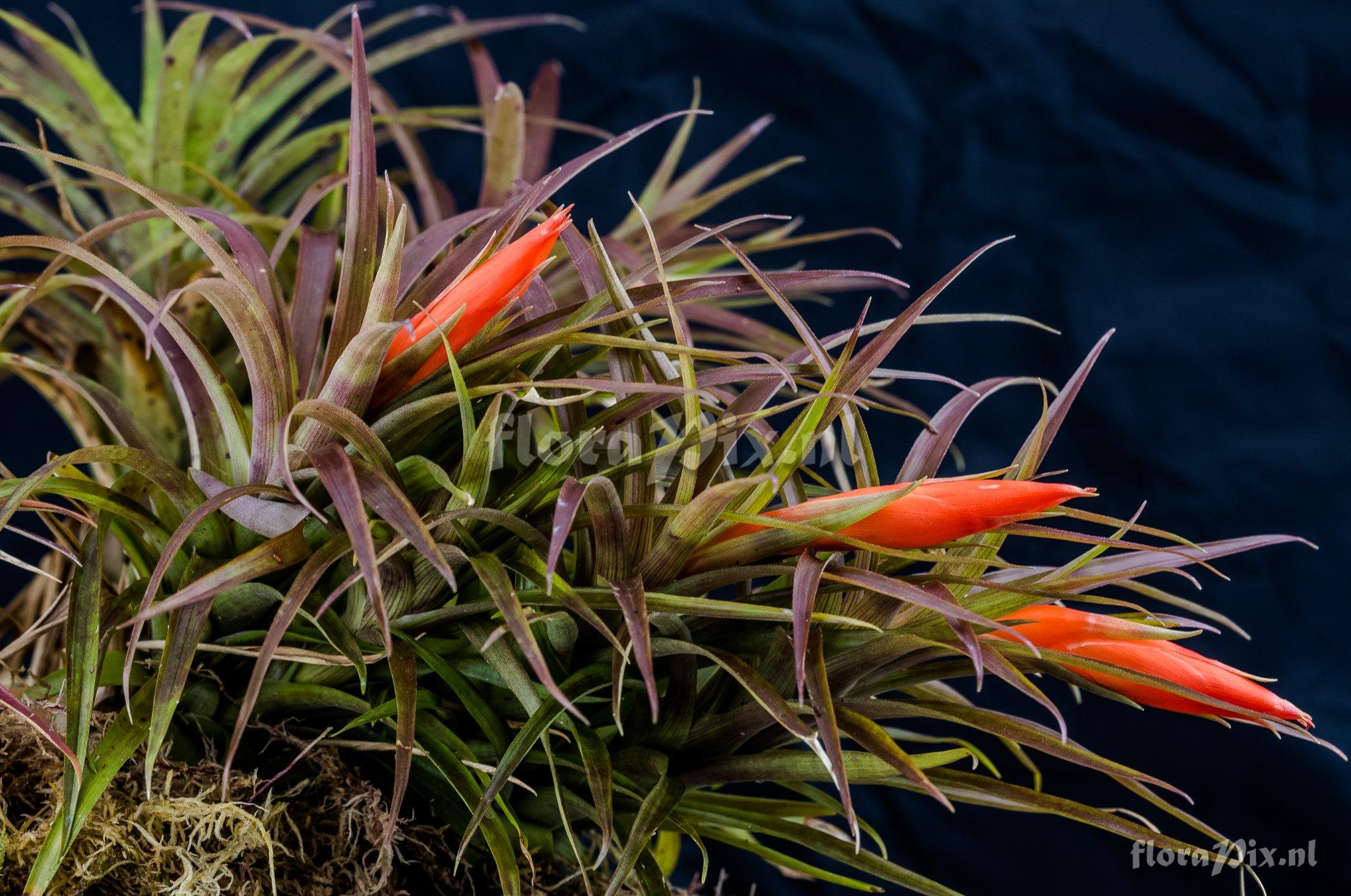 Guzmania angustifolia