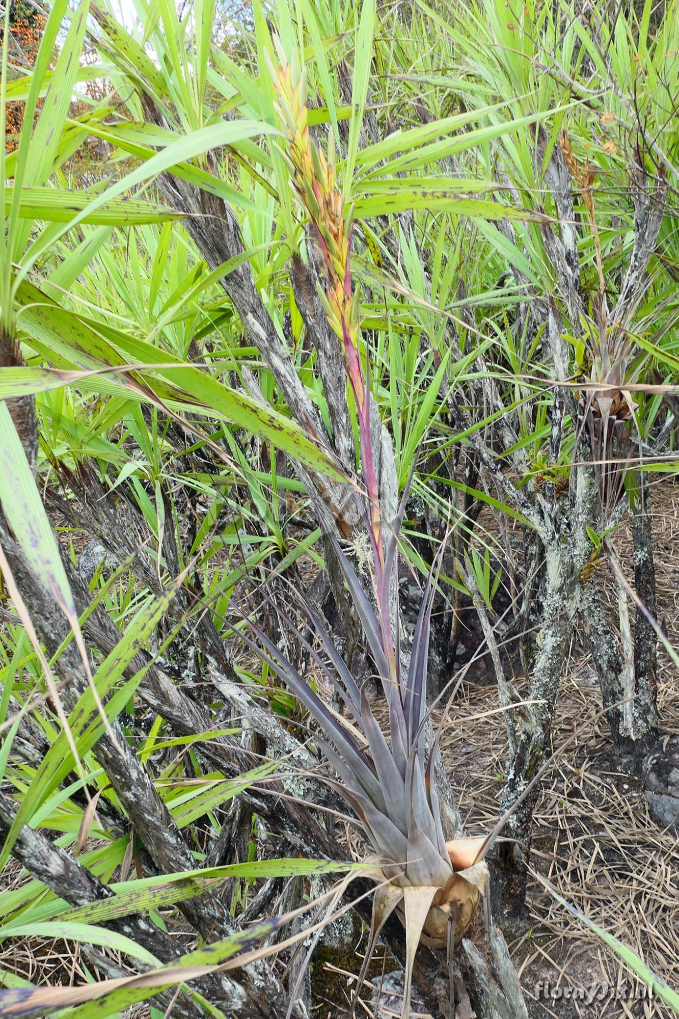 Tillandsia polystachia