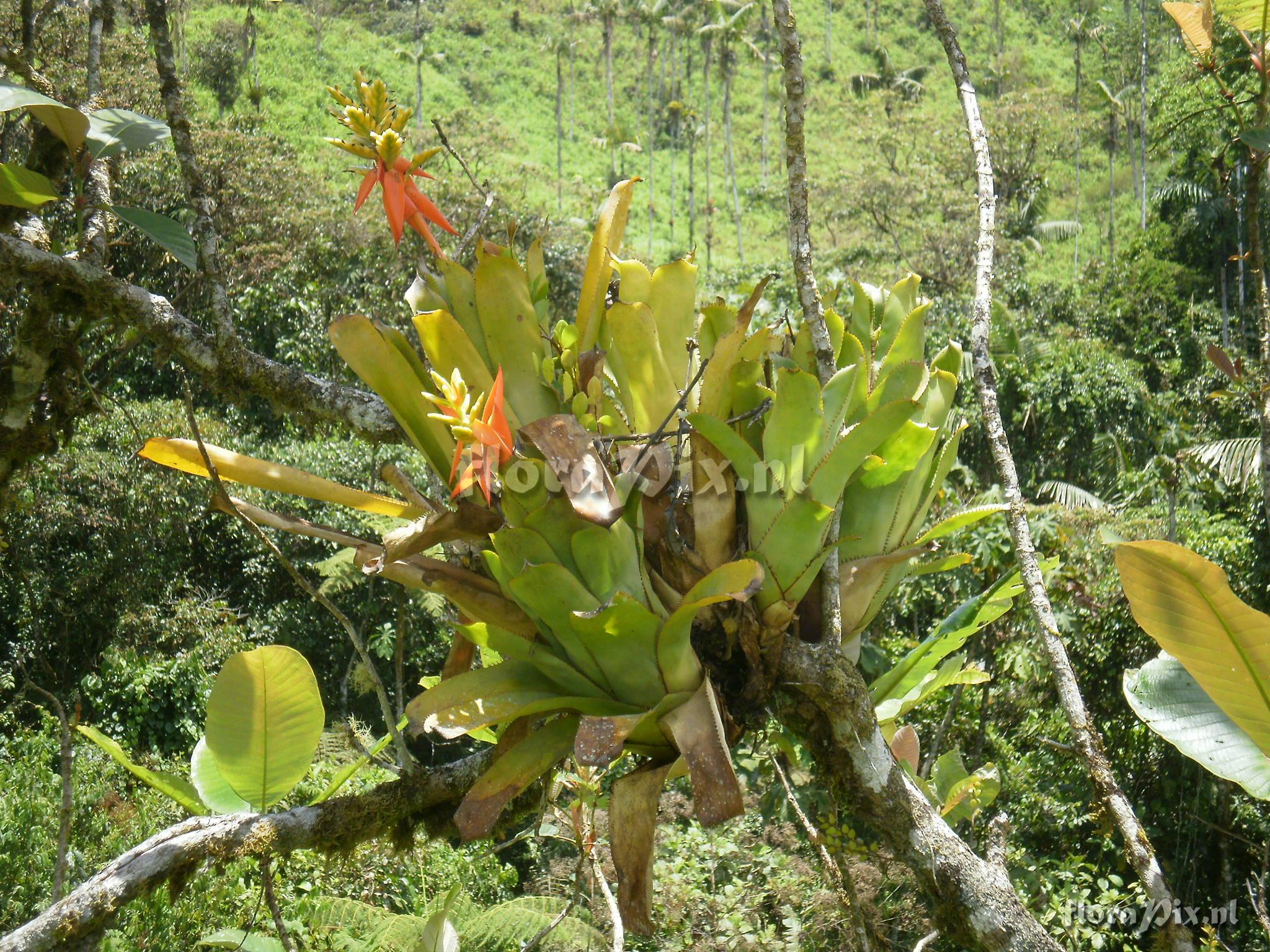 Aechmea gentryi