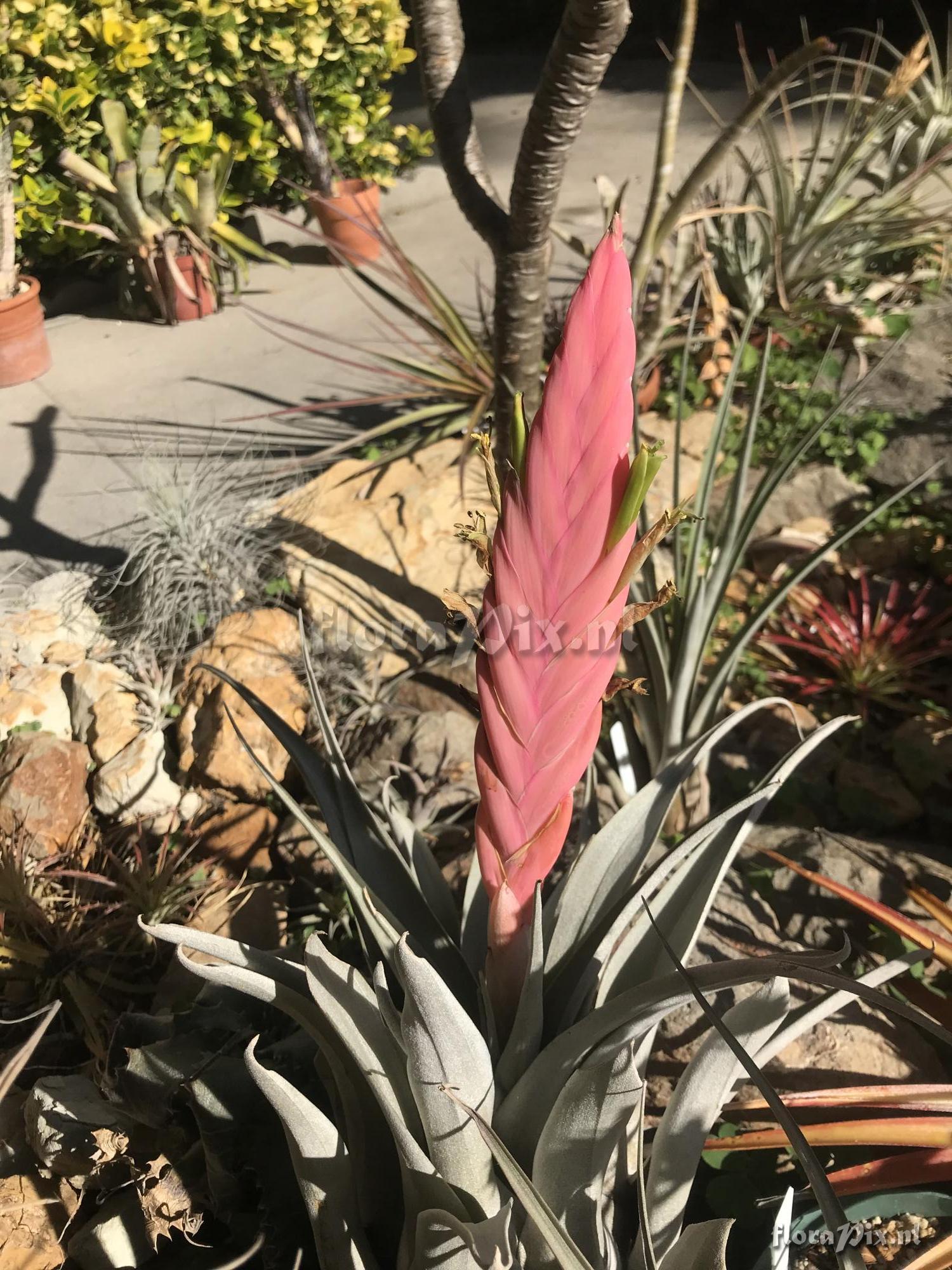 Tillandsia petraea