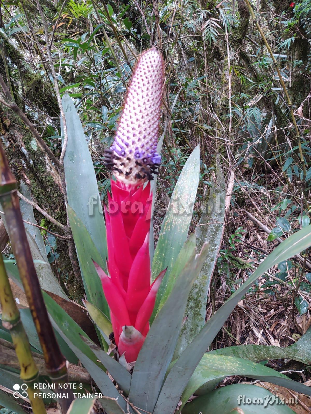 Aechmea rubroaristata