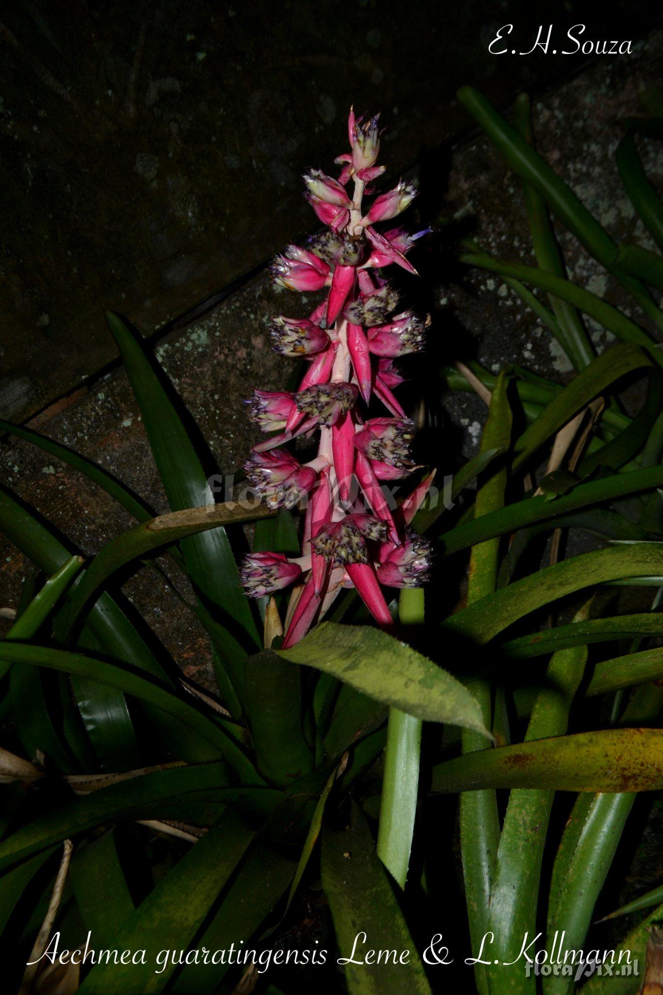 Aechmea guaratingensis