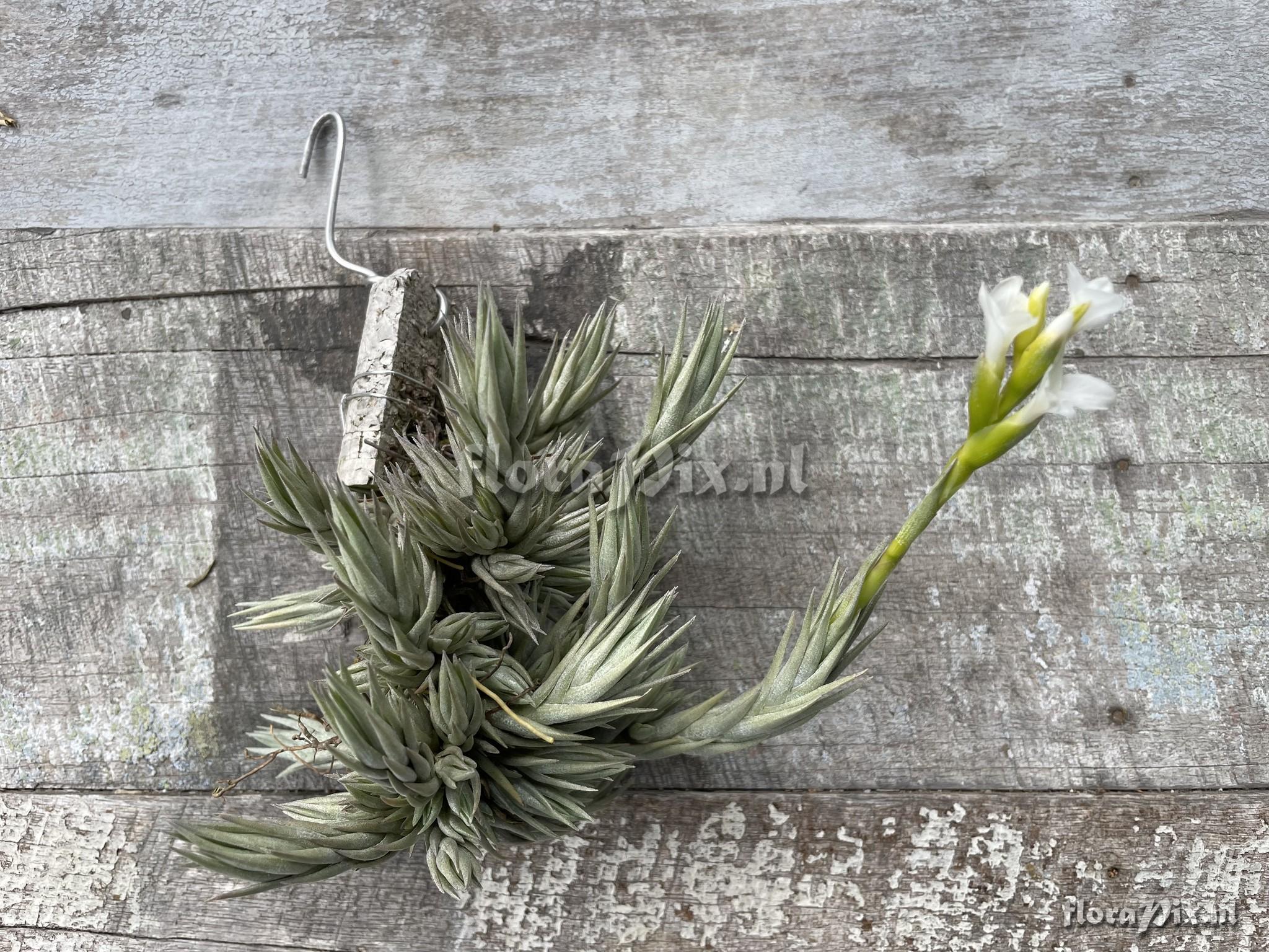 Tillandsia burlemarxii