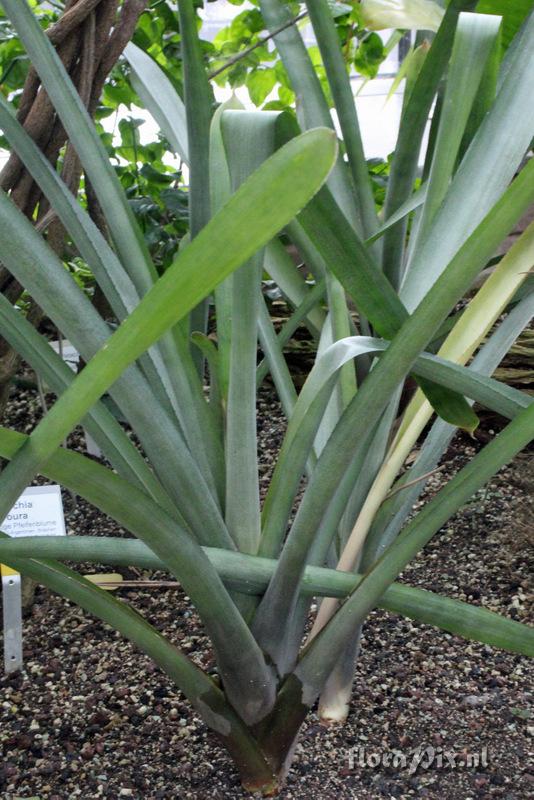 Aechmea kertesziae