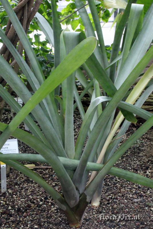 Aechmea kertesziae