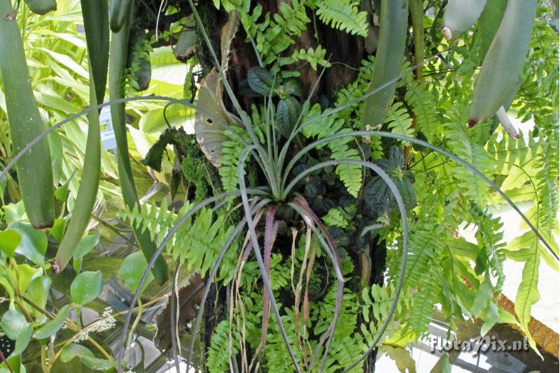 Aechmea longifolia