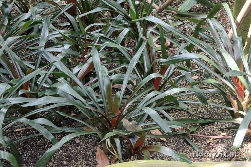 Aechmea weilbachii forma leodiensis