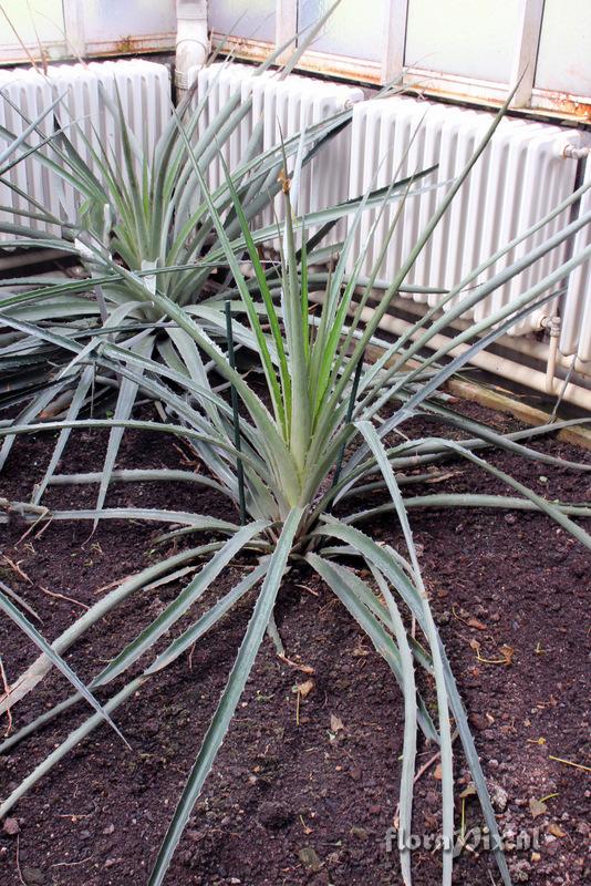 Bromelia balansae