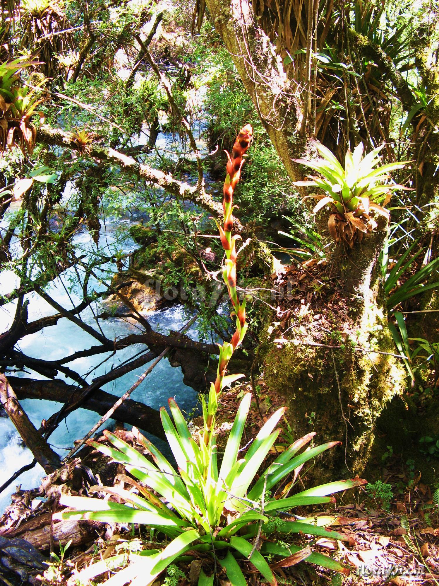 Bromeliaceae 