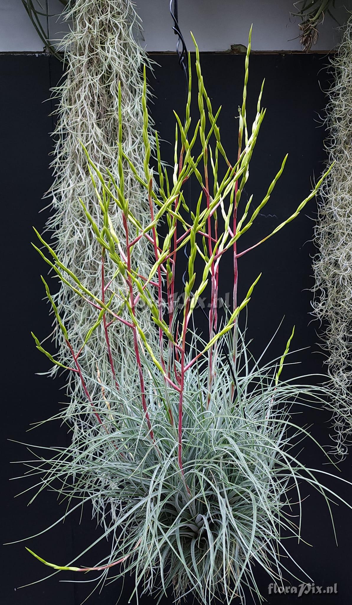 Tillandsia pringlei