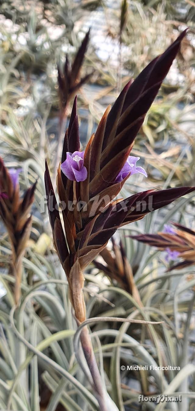 Tillandsia koehresiana