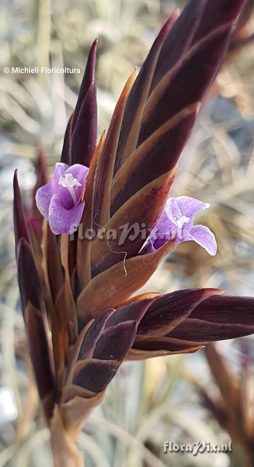 Tillandsia koehresiana