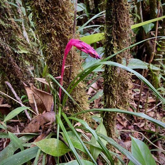 Fernseea bocainensis