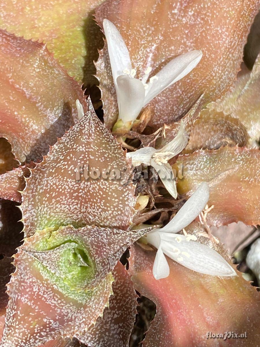 Cryptanthus acaulis var. ruber