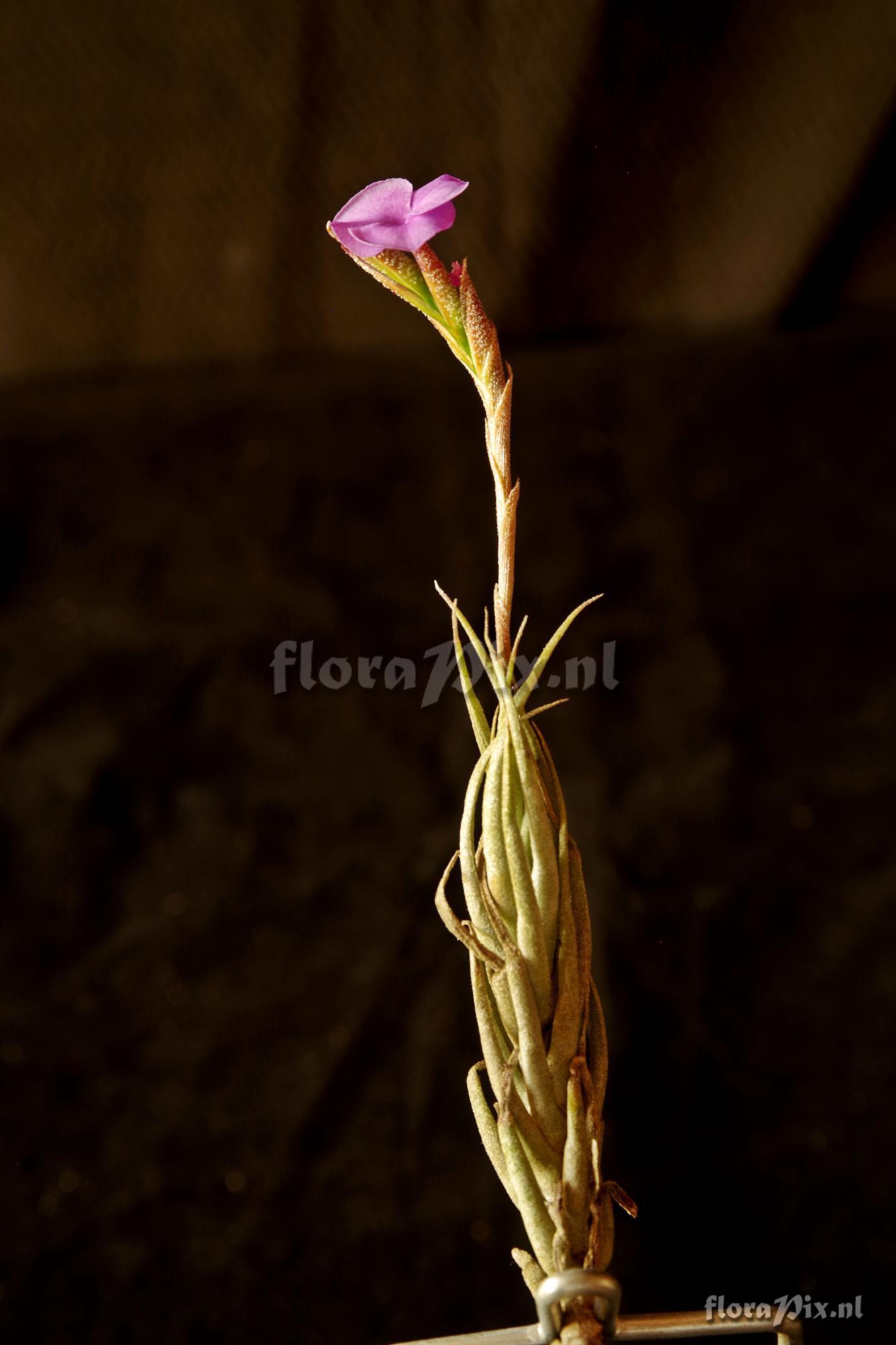 Tillandsia kirschnekii