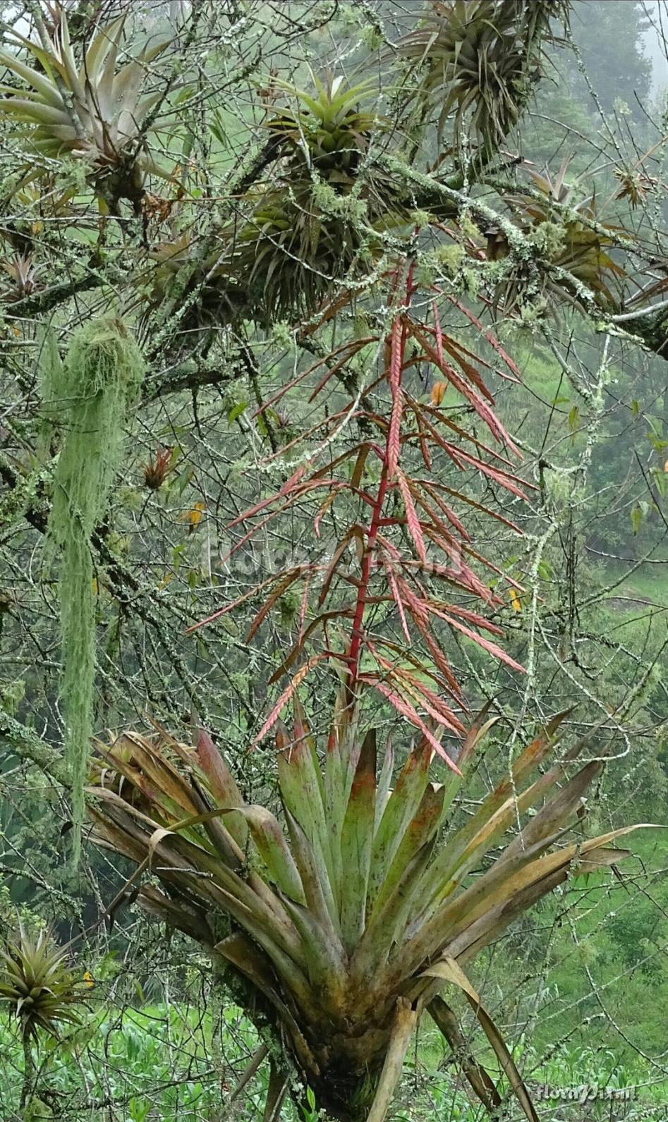 Tillandsia clavigera