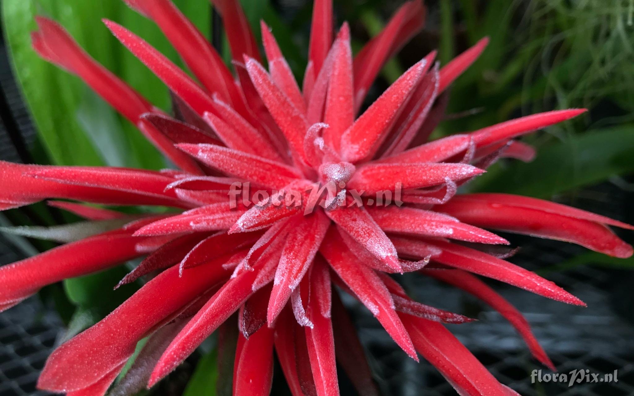 Pitcairnia pseudoundulata