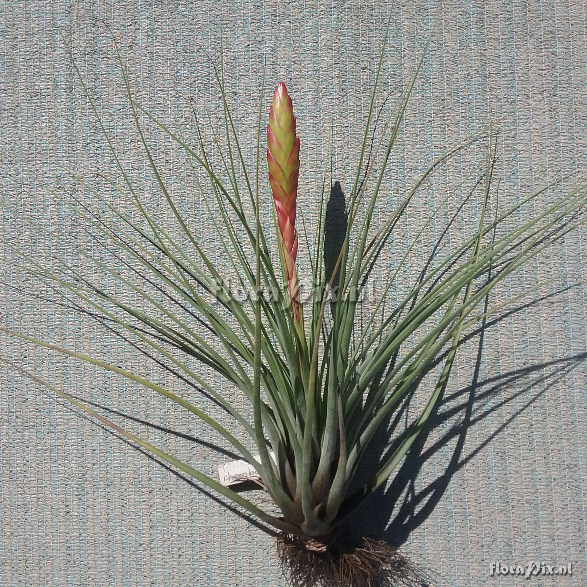 Tillandsia melanocrater