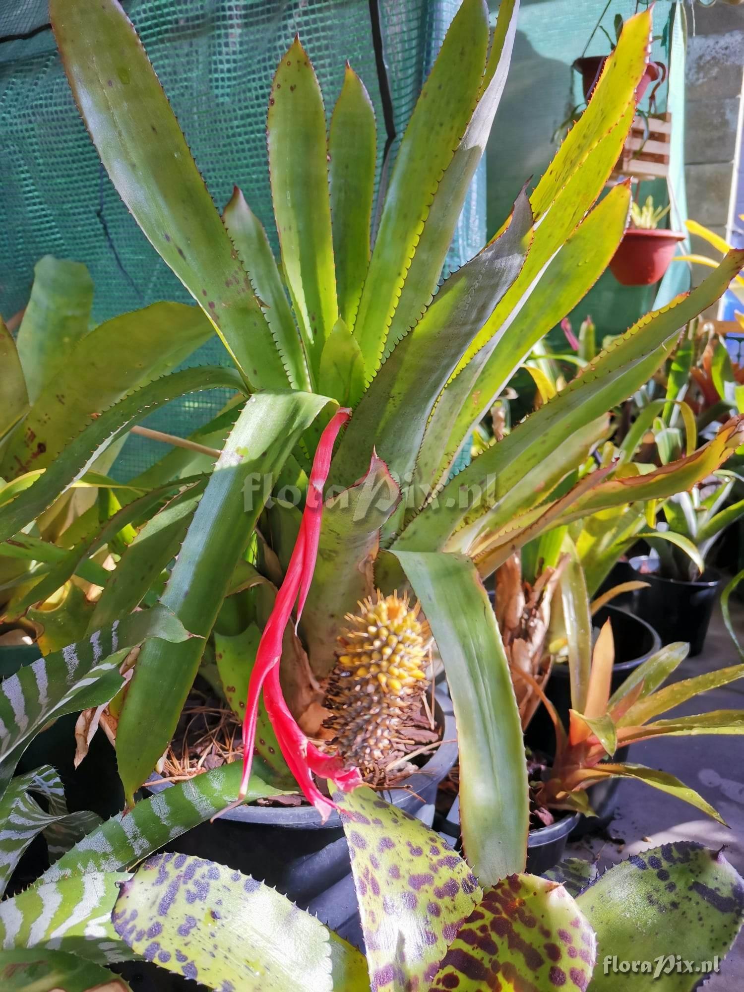 Aechmea pineliana