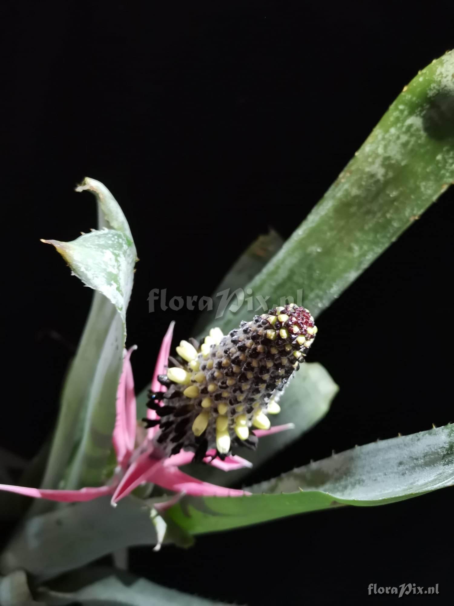 Aechmea bromeliifolia