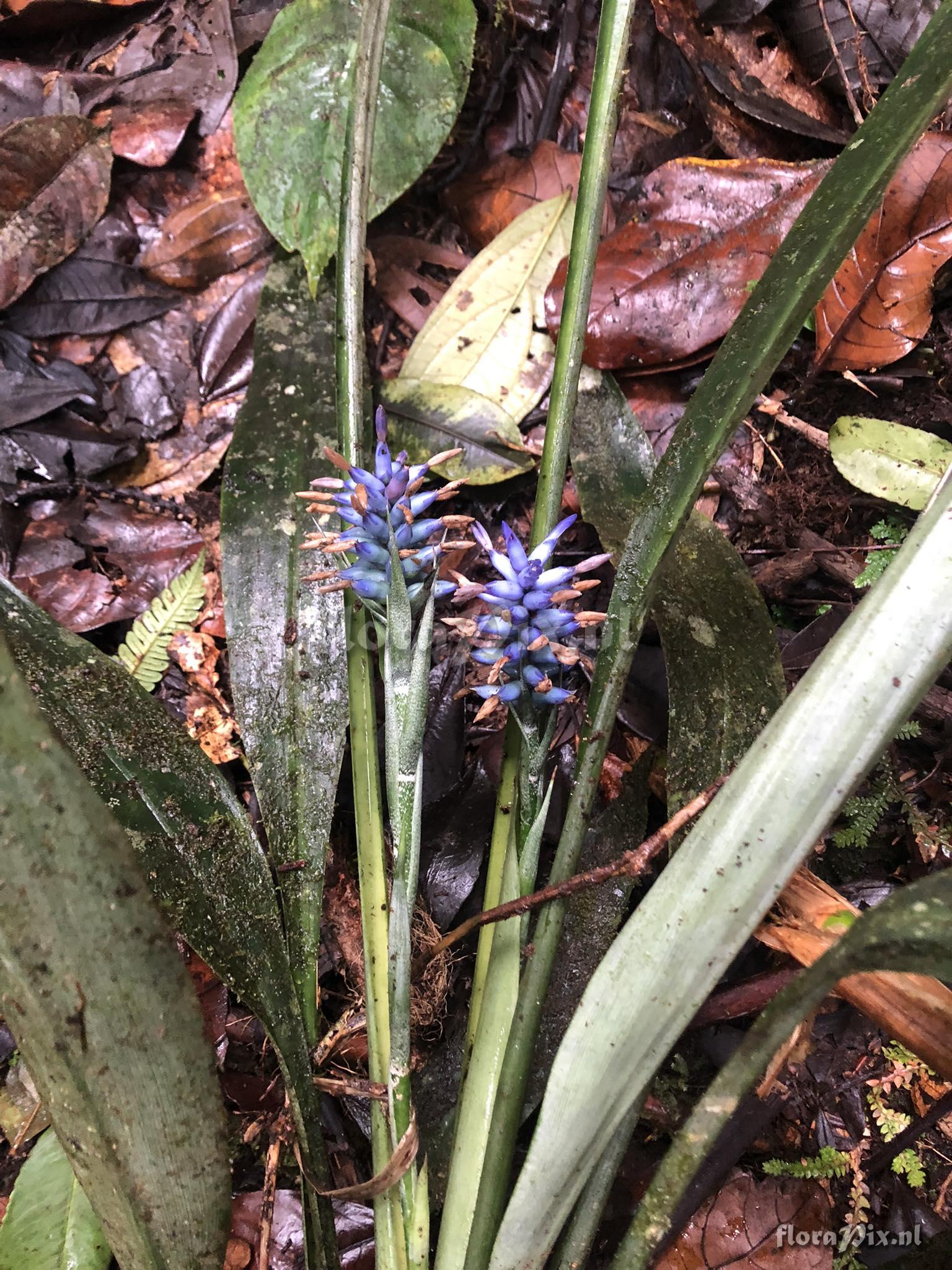 Ronnbergia maidifolia