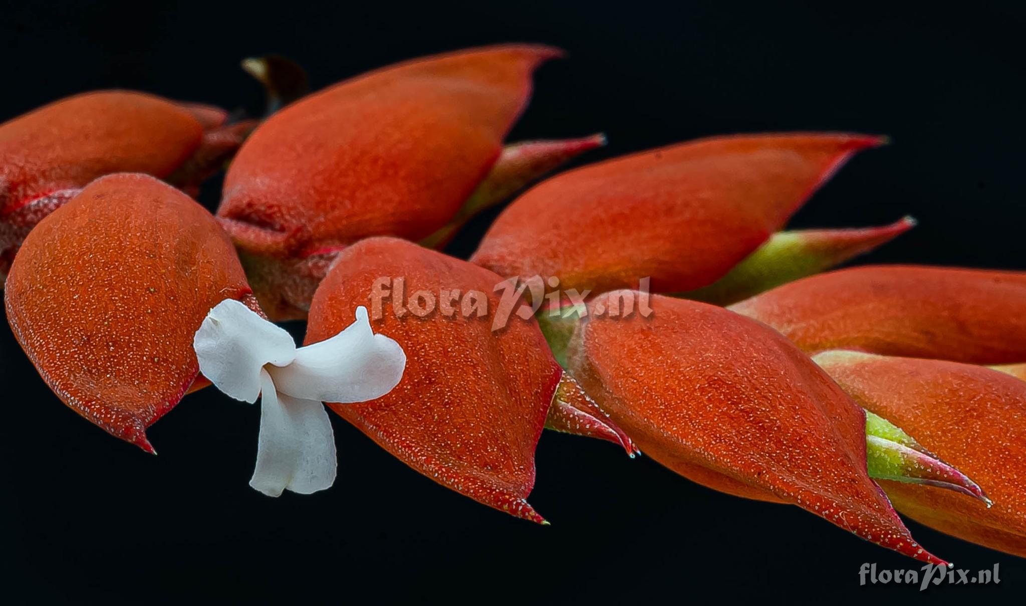 Racinaea dyeriana