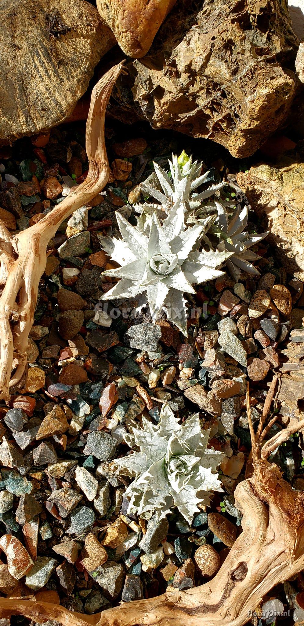 Encholirium agavoides