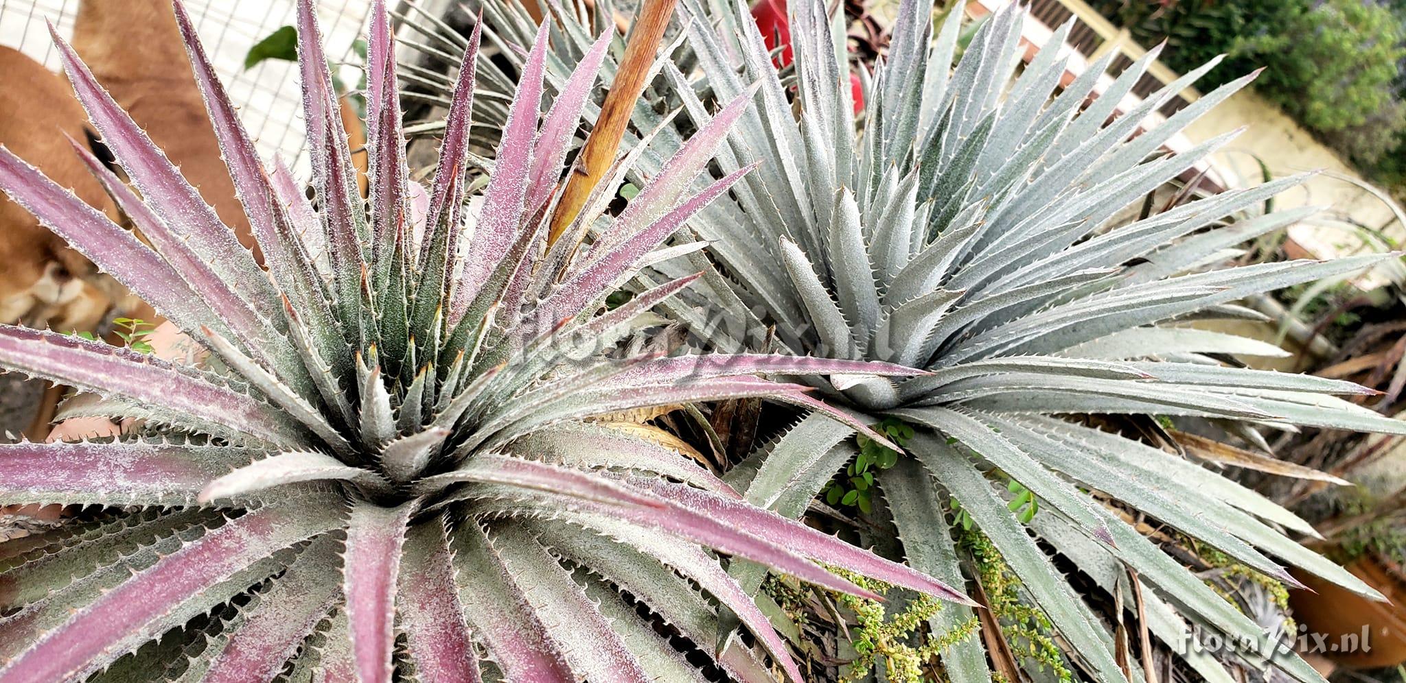 Dyckia hebdingii