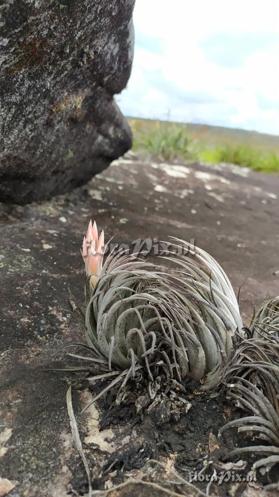 Tillandsia minasgeraisensis