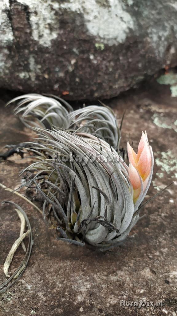 Tillandsia minasgeraisensis