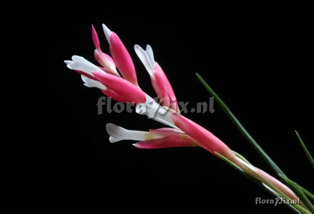 Tillandsia tenuifolia var. saxicola